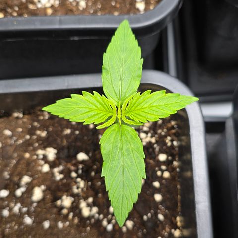 Grow No°2 - Purple Bud #1 growlog timeline photo