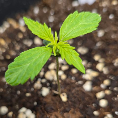 Grow No°2 - Purple Bud #2 growlog timeline photo