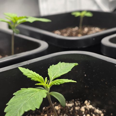 Grow No°2 - Blueberry Zkittlez #1 growlog timeline photo