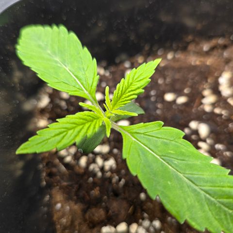 Grow No°2 - Blueberry Zkittlez #1 growlog timeline photo