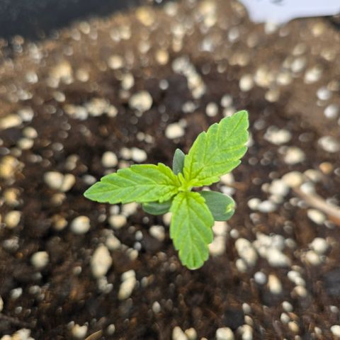 Grow No°2 - Blueberry Zkittlez #2 growlog timeline photo