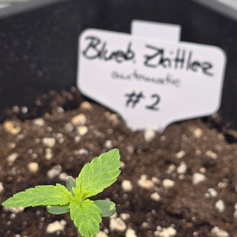 Grow No°2 - Blueberry Zkittlez #2 growlog timeline photo