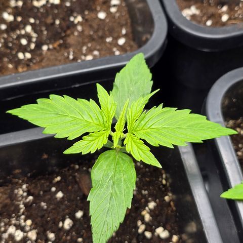 Grow No°2 - Purple Bud #1 growlog timeline photo