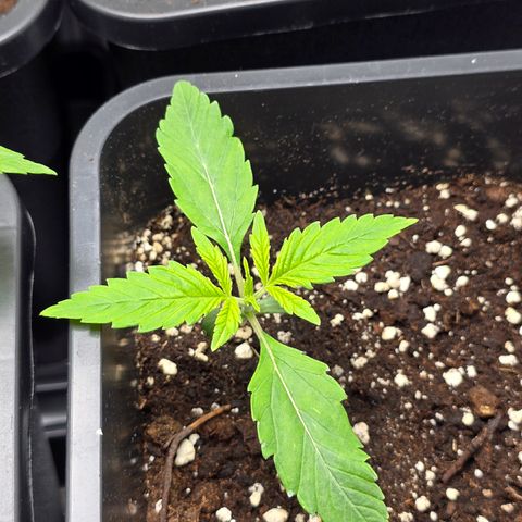 Grow No°2 - Blueberry Zkittlez #1 growlog timeline photo