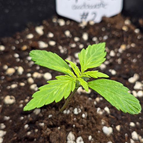 Grow No°2 - Purple Bud #2 growlog timeline photo