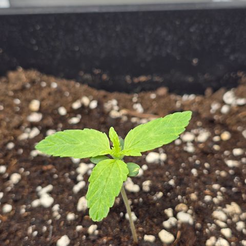 Grow No°2 - Blueberry Zkittlez #2 growlog timeline photo