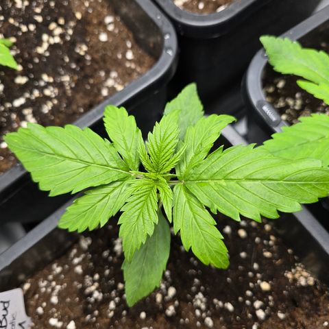 Grow No°2 - Purple Bud #1 growlog timeline photo