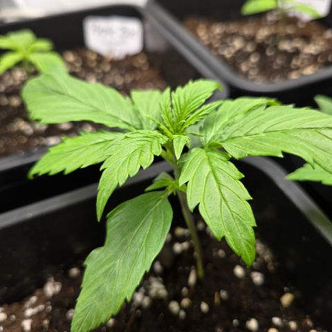 Grow No°2 - Purple Bud #1 growlog timeline photo