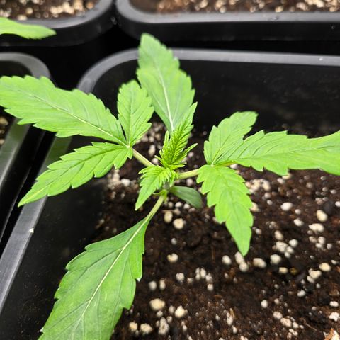 Grow No°2 - Blueberry Zkittlez #1 growlog timeline photo