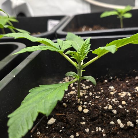 Grow No°2 - Blueberry Zkittlez #1 growlog timeline photo