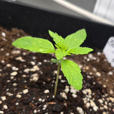 Grow No°2 - Blueberry Zkittlez #2 growlog timeline photo