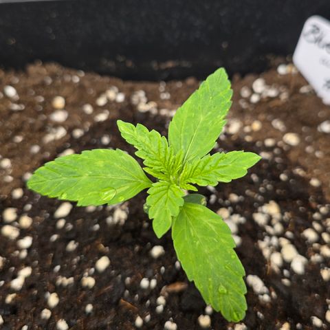 Grow No°2 - Blueberry Zkittlez #2 growlog timeline photo