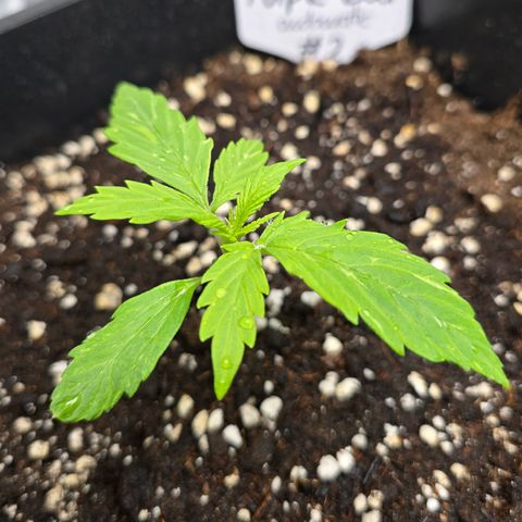 Grow No°2 - Purple Bud #2 growlog timeline photo