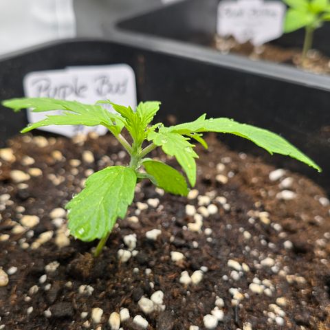 Grow No°2 - Purple Bud #2 growlog timeline photo