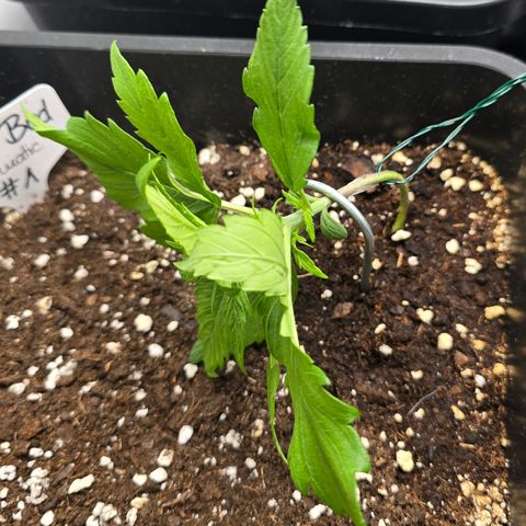 Grow No°2 - Purple Bud #1 growlog timeline photo