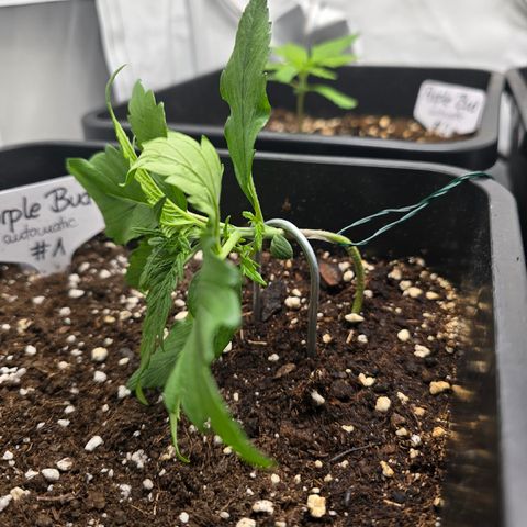 Grow No°2 - Purple Bud #1 growlog timeline photo
