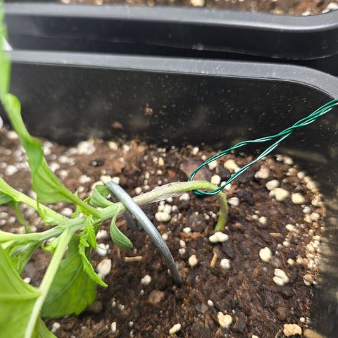 Grow No°2 - Purple Bud #1 growlog timeline photo