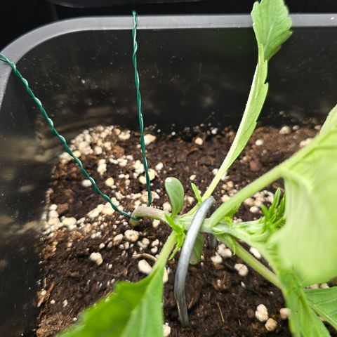 Grow No°2 - Blueberry Zkittlez #1 growlog timeline photo