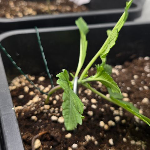 Grow No°2 - Blueberry Zkittlez #1 growlog timeline photo