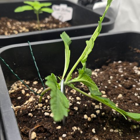 Grow No°2 - Blueberry Zkittlez #1 growlog timeline photo