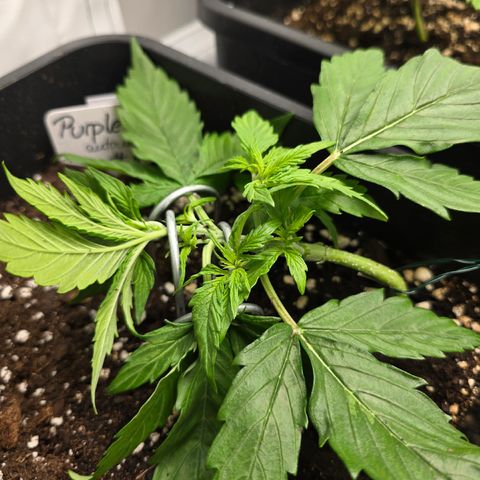 Grow No°2 - Purple Bud #1 growlog timeline photo