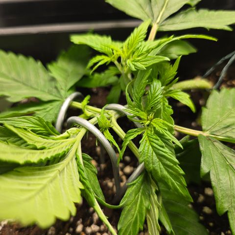 Grow No°2 - Purple Bud #1 growlog timeline photo
