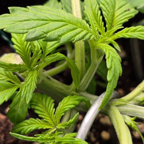 Grow No°2 - Blueberry Zkittlez #1 growlog timeline photo