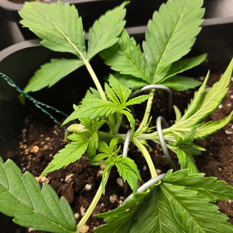 Grow No°2 - Blueberry Zkittlez #1 growlog timeline photo