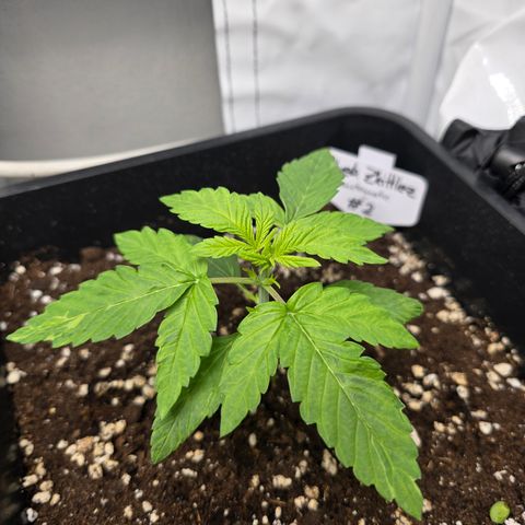 Grow No°2 - Blueberry Zkittlez #2 growlog timeline photo
