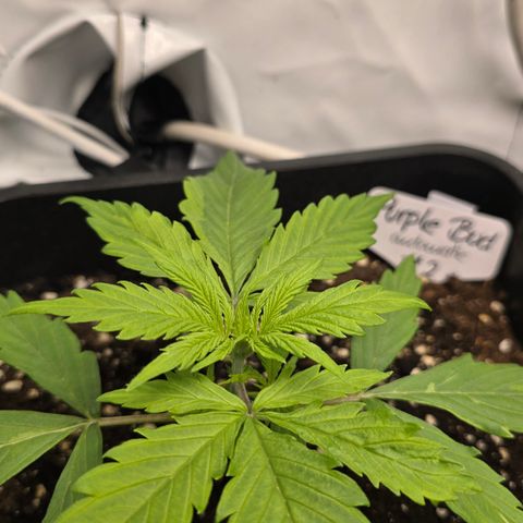 Grow No°2 - Purple Bud #2 growlog timeline photo