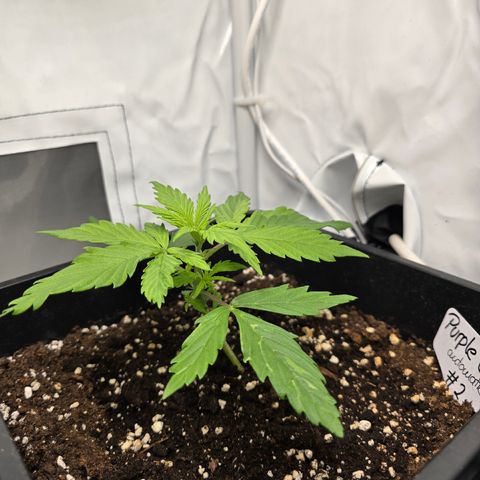 Grow No°2 - Purple Bud #2 growlog timeline photo