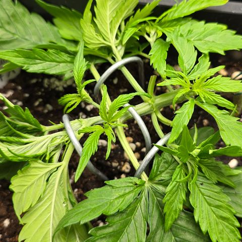 Grow No°2 - Purple Bud #1 growlog timeline photo