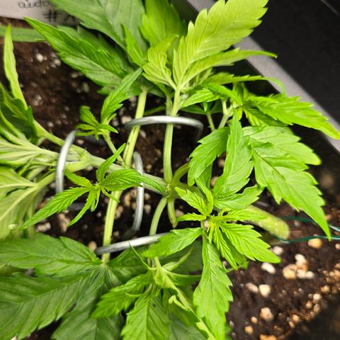 Grow No°2 - Purple Bud #1 growlog timeline photo