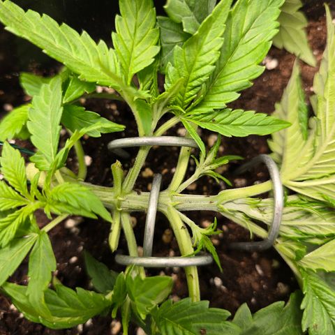 Grow No°2 - Blueberry Zkittlez #1 growlog timeline photo
