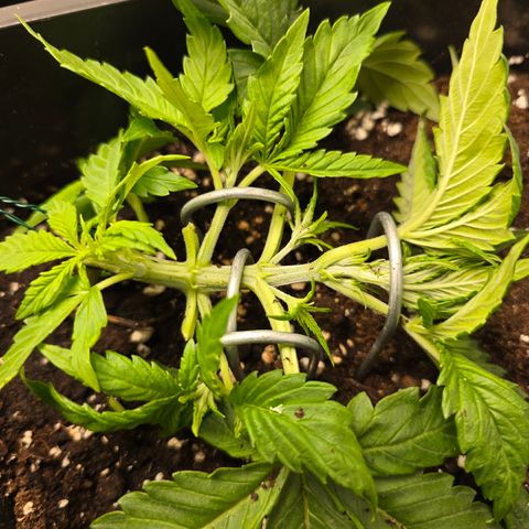 Grow No°2 - Blueberry Zkittlez #1 growlog timeline photo