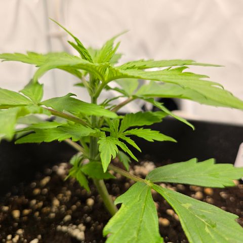 Grow No°2 - Purple Bud #2 growlog timeline photo