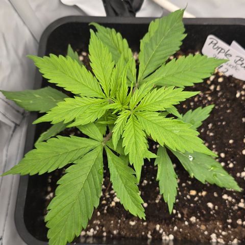 Grow No°2 - Purple Bud #2 growlog timeline photo