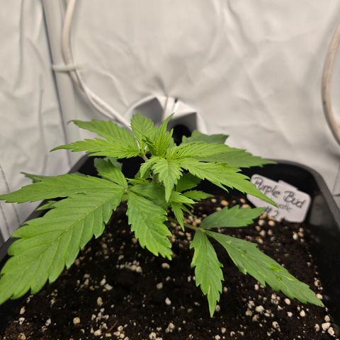 Grow No°2 - Purple Bud #2 growlog timeline photo