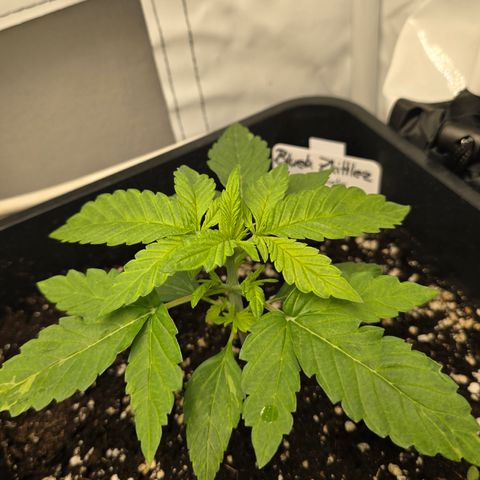 Grow No°2 - Blueberry Zkittlez #2 growlog timeline photo