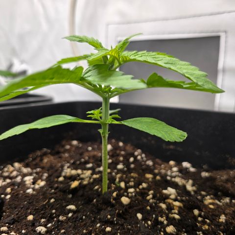 Grow No°2 - Blueberry Zkittlez #2 growlog timeline photo