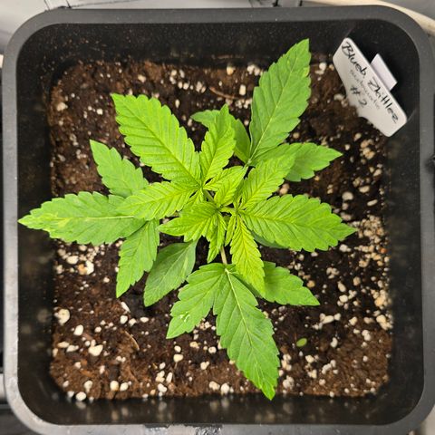 Grow No°2 - Blueberry Zkittlez #2 growlog timeline photo