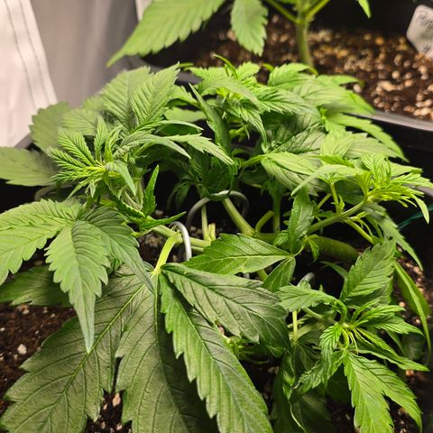 Grow No°2 - Purple Bud #1 growlog timeline photo