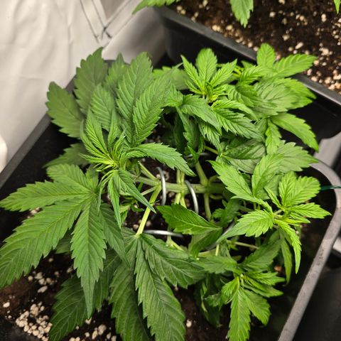 Grow No°2 - Purple Bud #1 growlog timeline photo