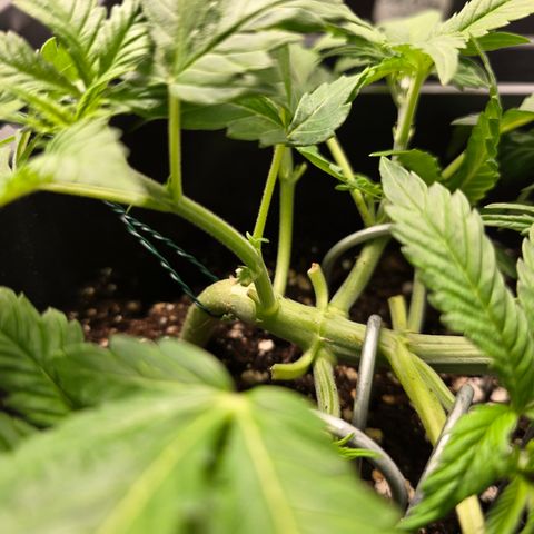 Grow No°2 - Blueberry Zkittlez #1 growlog timeline photo