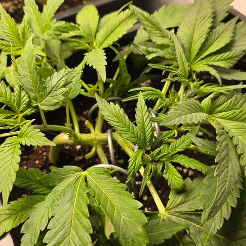 Grow No°2 - Blueberry Zkittlez #1 growlog timeline photo