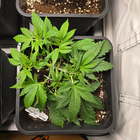Grow No°2 - Blueberry Zkittlez #1 growlog timeline photo