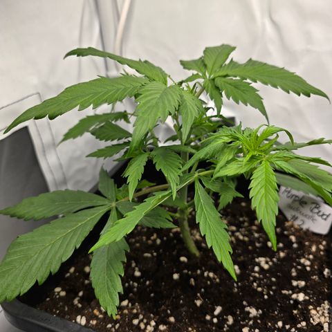 Grow No°2 - Purple Bud #2 growlog timeline photo