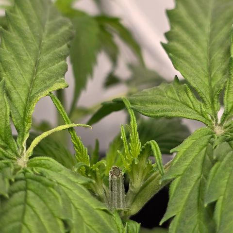 Grow No°2 - Purple Bud #2 growlog timeline photo