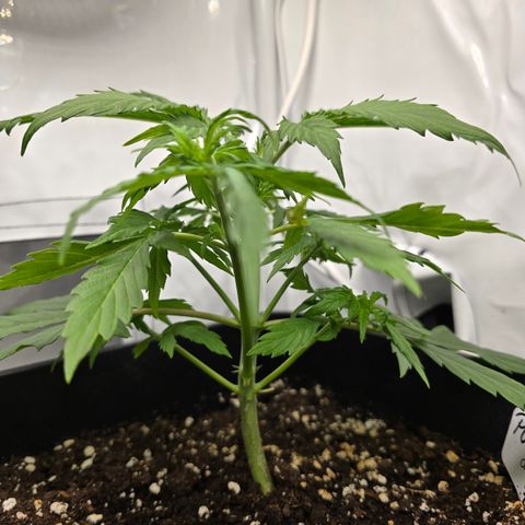 Grow No°2 - Purple Bud #2 growlog timeline photo