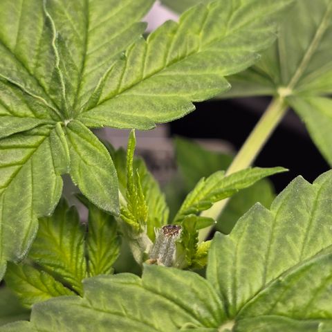 Grow No°2 - Blueberry Zkittlez #2 growlog timeline photo